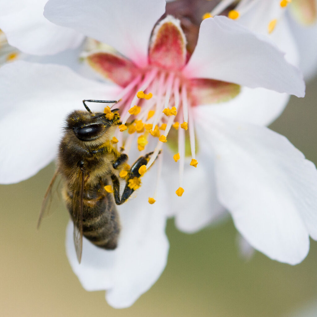 TCM München – Stressbalance & feminine Vitalität 4 biene blume edited