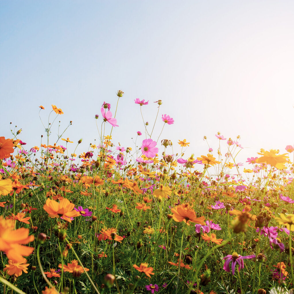 TCM München – Stressbalance & feminine Vitalität 2 Stress